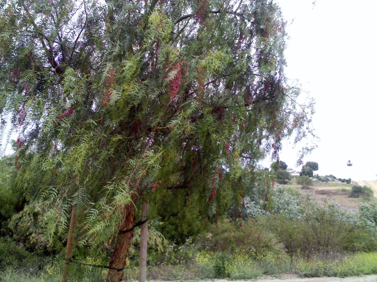 The tree with pink peppercorn berries